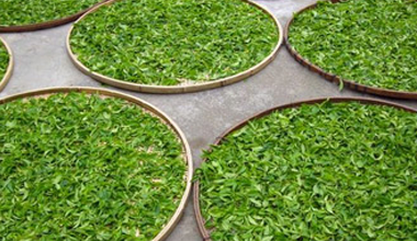 热烈庆祝XX茗茶莆田专柜隆重开业!