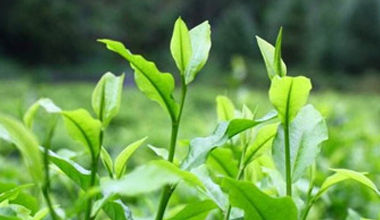 xx茗茶**届茶艺大赛圆满举行