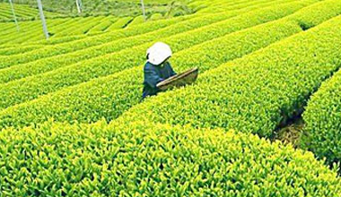 竹溪成功开发乌龙茶，打破该茶生产区域限制